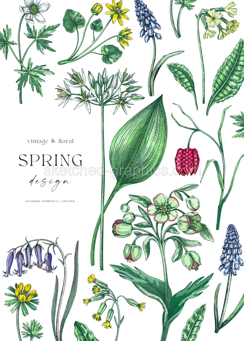 Elegant spring poster design. Wildflowers print in color. Woodland wild flower sketches. Floral background. Botanical card, invitation template . Hand drawn vector illustration, NOT AI Illustration